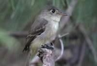 Cuban Pewee - Contopus caribaeus