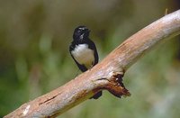 Willie-wagtail - Rhipidura leucophrys