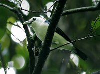 White-headed Vanga - Artamella viridis