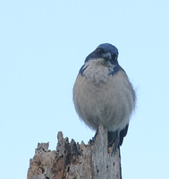 Island Scrub-Jay - Aphelocoma insularis