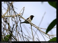 Black-faced Munia - Lonchura molucca