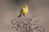 Grassland Yellow-Finch - Sicalis luteola