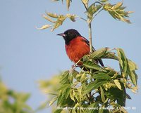 Orchard Oriole - Icterus spurius