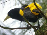 Yellow-rumped Cacique - Cacicus cela