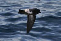 Black-bellied Storm Petrel (Fregetta tropica)