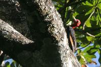 Red-necked  woodpecker   -   Campephilus  rubricollis   -   Picchio  collorosso