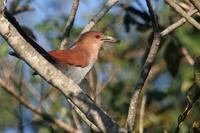 Squirrel  cuckoo   -   Playa  cayana   -   Cuculo  scoiattolo