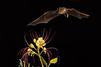 ...Lesser Long-nosed Bat ( Leptonycteris curasoae ) Endangered species Mesquite Branch ( Prosopis p