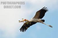 yellow billed stork building nest stock photo