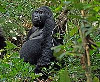... the fantastic Gorillas of Bwindi Impenetrable Forest (Pete Morris)