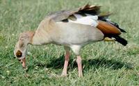 Egyptian Goose © WWT