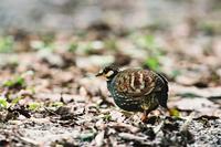 Name：	Taiwan Partridge