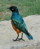 Superb Starling p.500