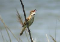 Great-Reed Wabler Acrocephalus arundinaceus 개개비