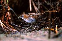 Baillon's Crake