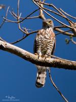 Crested Goshawk