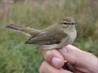 Chiffchaff (Phylloscopus collybita)