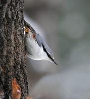 Nuthatch (Sitta europaea)