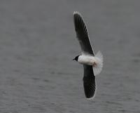 Little Gull (Larus minutus)