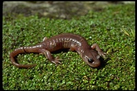 : Aneides lugubris; Arboreal Salamander