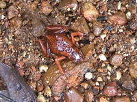 : Anomaloglossus degranvillei