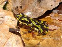 : Atelopus spurrelli; Arlequ