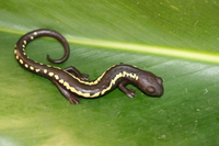 : Bolitoglossa odonnelli