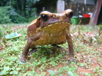 : Bufo guttatus