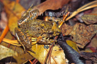 : Craugastor laevissimus
