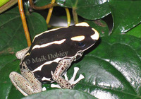 : Dendrobates tinctorius; Dyeing Poison Frog