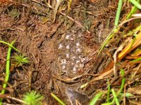 : Geocrinia victoriana; Victorian Smooth Froglet