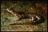 : Onychodactylus fischeri; Long-Tailed Clawed Salamander