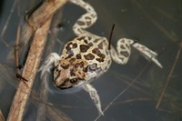 : Pelobates fuscus; Common Spadefoot