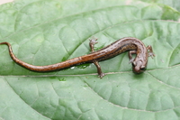 : Pseudoeurycea rex