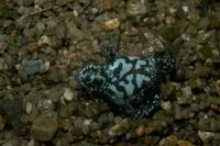 : Pseudophryne covacevichae; Magnificent Brood Frog