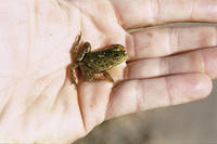 : Rana catesbeiana; Bullfrog