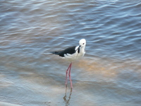 : Himantopus himantopus; Black-winged Stilt