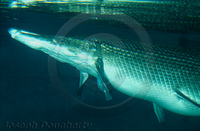 : Atractosteus spatula; Alligator Gar