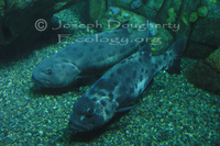 : Stereolepis gigas; Giant Sea Bass