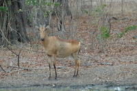 : Alcelaphus lichtensteini; Lichtenstein's Hartebeest