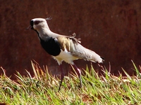 : Vanellus chilensis; Southern Lapwing