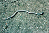 : Anniella pulchra pulchra; Silvery Legless Lizard