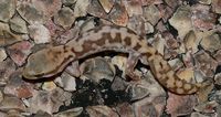 : Diplodactylus mitchelli