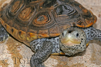 : Malaclemys terrapin pileata; Mississippi Diamondback Terrapin