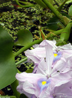 : Tenodera aridifolia; Chinese Mantid