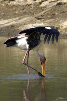 Mycteria leucocephala   Painted Stork photo