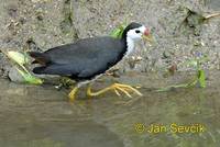 Photo of chřástal běloprsý Amaurornis phoenicurus White-breasted Waterhen Weisbrust Kielrallen