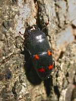 Librodor japonicus