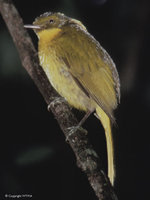 Golden Bowerbird