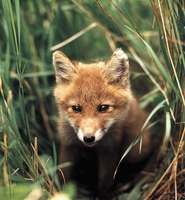 Лисица - Vulpes vulpes (Linneanus, 1758) - Red Fox.